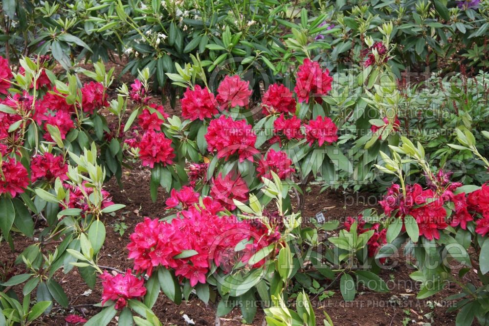 Rhododendron Henry's Red (Rhododendron) 1  