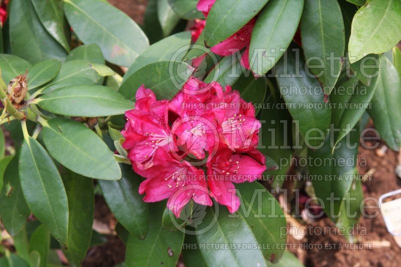 Rhododendron Henry's Red (Rhododendron) 2  