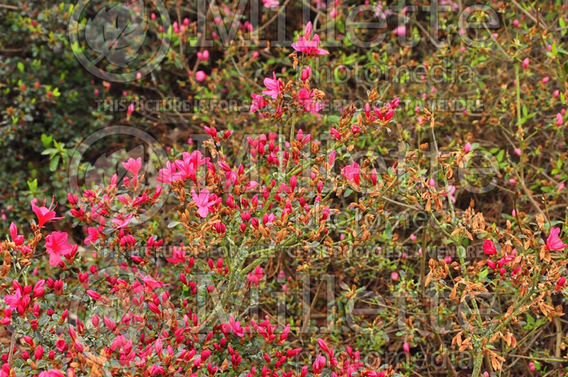 Azalea or Rhododendron Hinodigeri or Hino digeri (Rhododendron Azalea) 1 