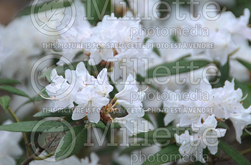 Rhododendron Hockessin (Rhododendron Azalea) 1 