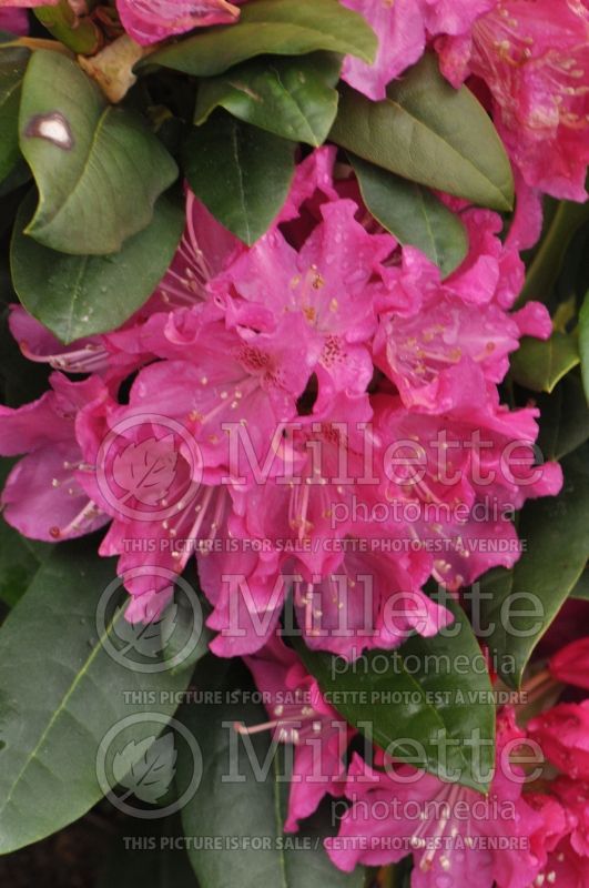 Rhododendron Holden (Rhododendron) 3  