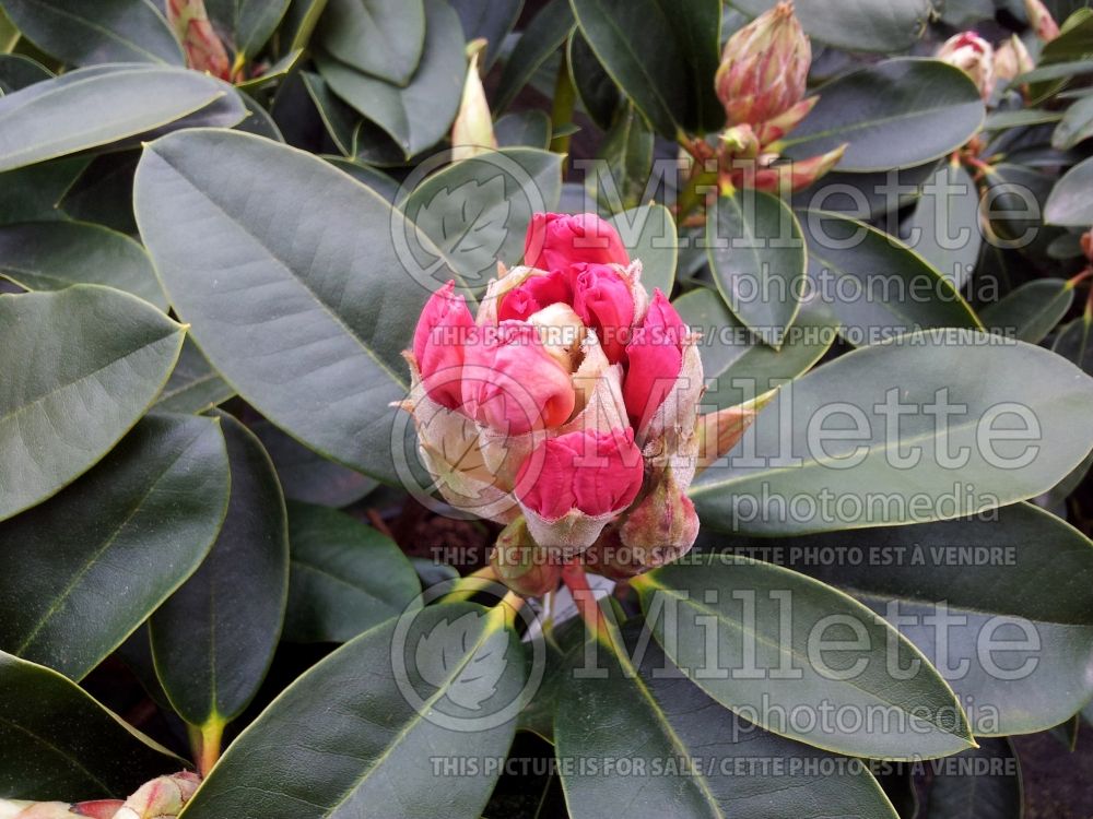 Rhododendron Horizon Monarch (Rhododendron) 1