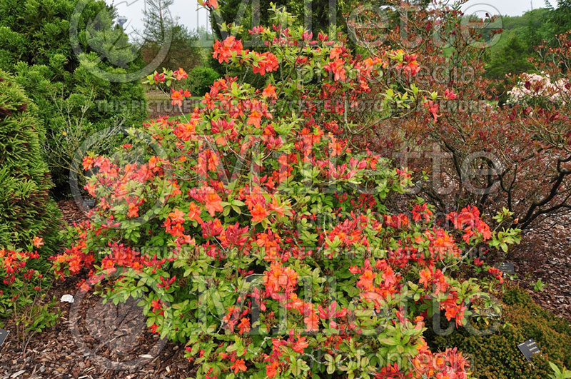 Rhododendron King's Red (Rhododendron) 1