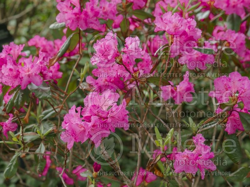 Rhododendron Landmark (Rhododendron azalea) 3 