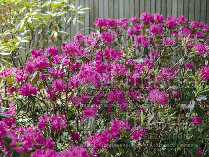 Rhododendron Landmark (Rhododendron azalea) 4 