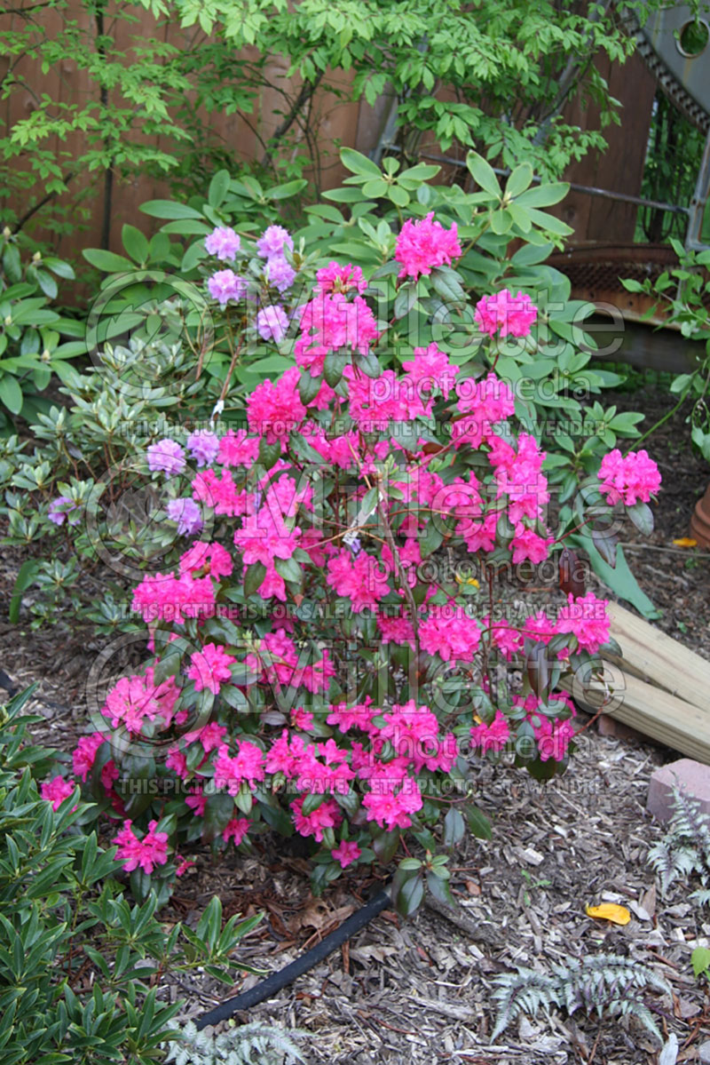 Rhododendron Landmark (Rhododendron azalea) 2 