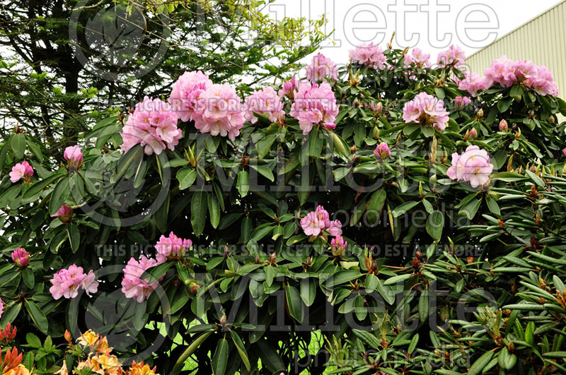 Rhododendron Lavender Girl (Rhododendron) 1