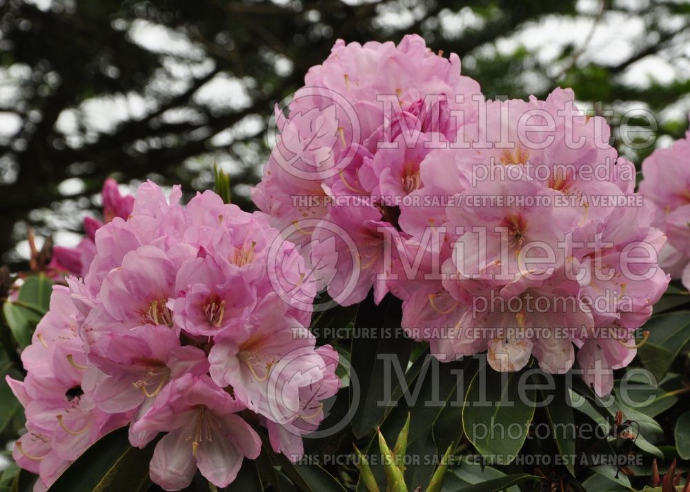 Rhododendron Lavender Girl (Rhododendron) 2