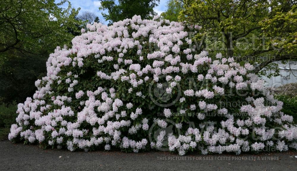 Rhododendron Loder's White (Rhododendron azalea) 1 