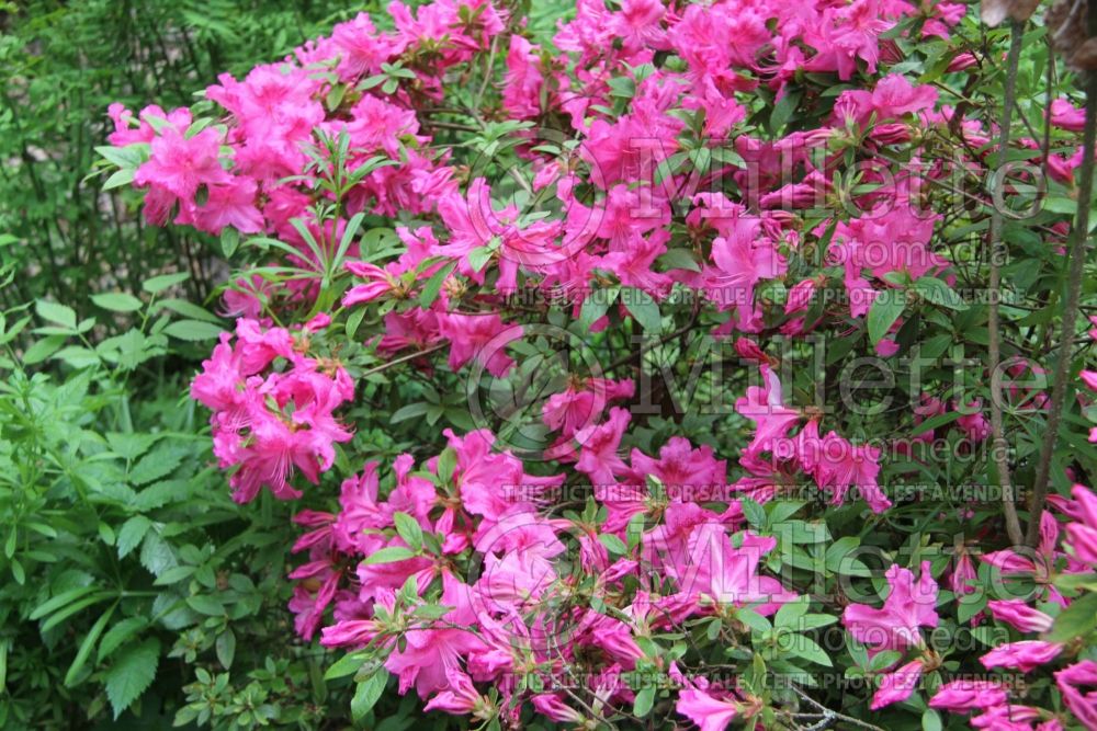 Rhododendron Louise Dowdle Glen Dale (Rhododendron Azalea) 2 
