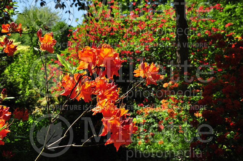 Rhododendron or Azalea Fireglow (Rhododendron Azalea) 3  