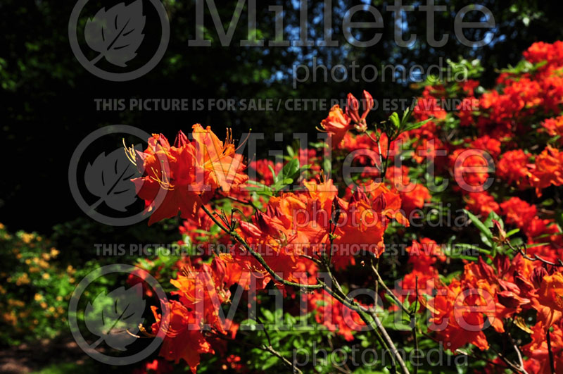 Rhododendron or Azalea Fireglow (Rhododendron Azalea) 1  