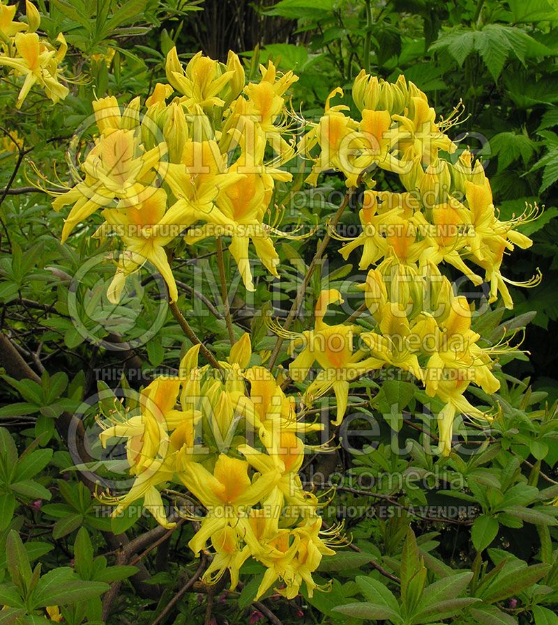 Azalea aka Rhododendron luteum (Rhododendron Azalea)  2