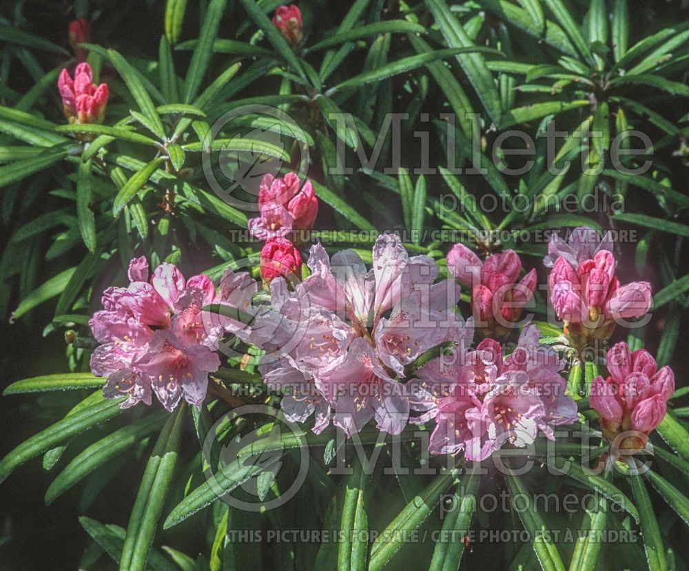 Rhododendron makinoi (Rhododendron azalea) 2
