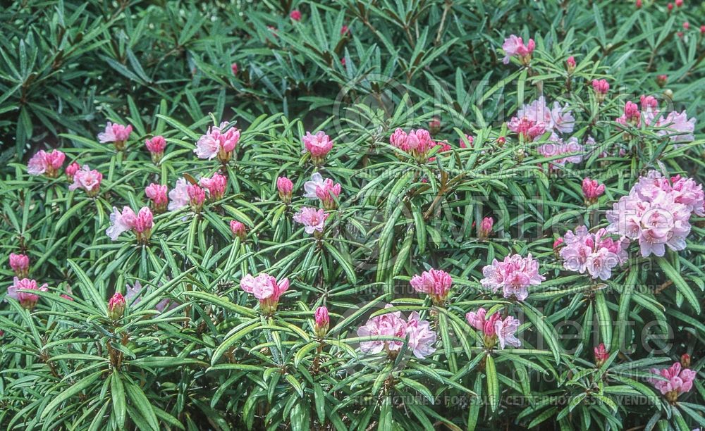 Rhododendron makinoi (Rhododendron azalea) 1