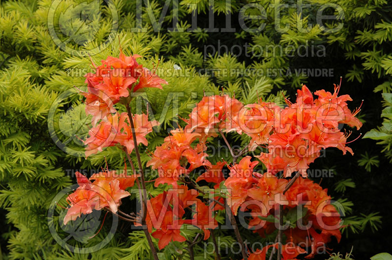 Azalea or Rhododendron Mandarin Lights (Rhododendron Azalea) 5 