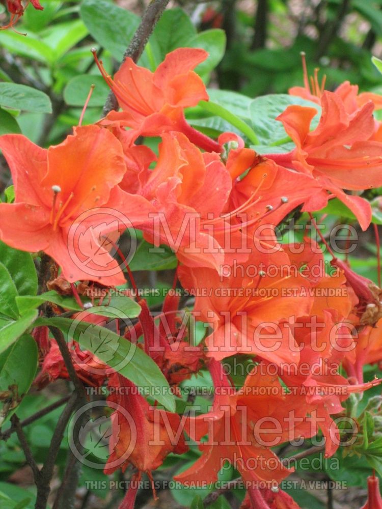 Azalea or Rhododendron Mandarin Lights (Rhododendron Azalea) 3 