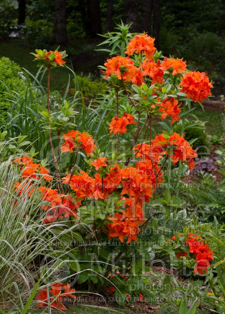 Azalea or Rhododendron Mandarin Lights (Rhododendron Azalea) 4 