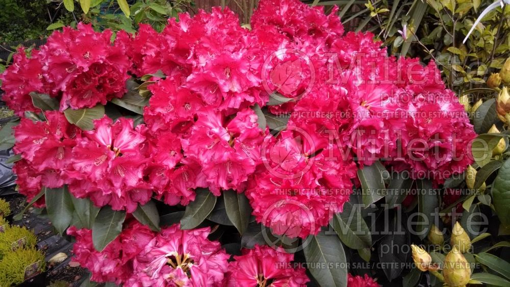 Rhododendron Markeeta's Prize (Rhododendron) 2