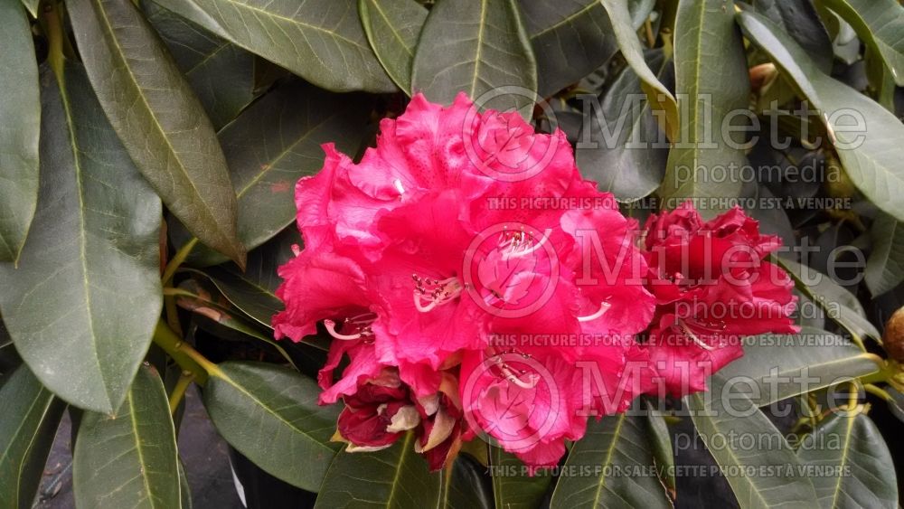 Rhododendron Markeeta's Prize (Rhododendron) 1