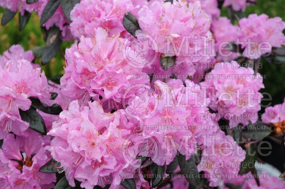 Rhododendron Midnight Ruby (Rhododendron) 1