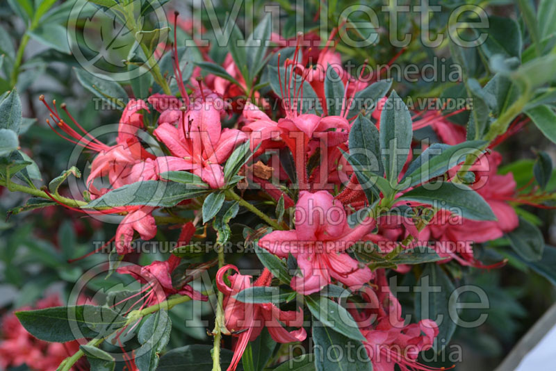 Azalea or Rhododendron Millennium (Rhododendron Azalea) 1 