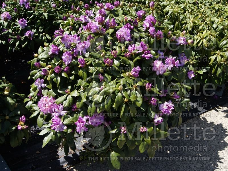 Rhododendron Minnetonka (Rhododendron) 2