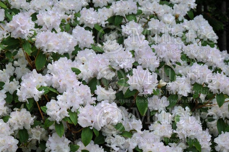 Rhododendron Molly Fordham (Rhododendron) 1