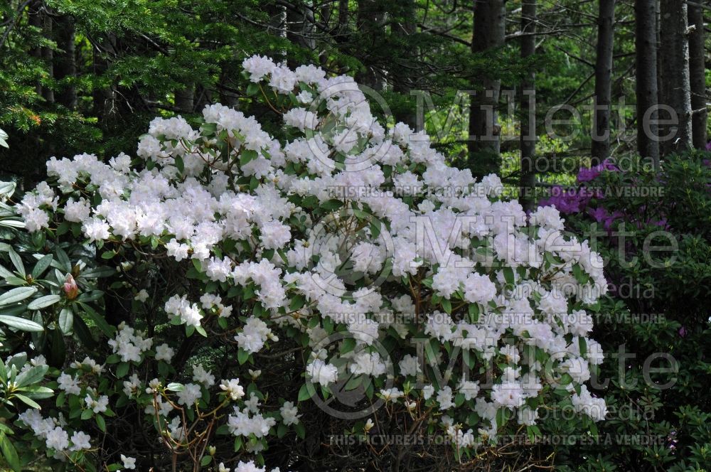 Rhododendron Molly Fordham (Rhododendron) 2