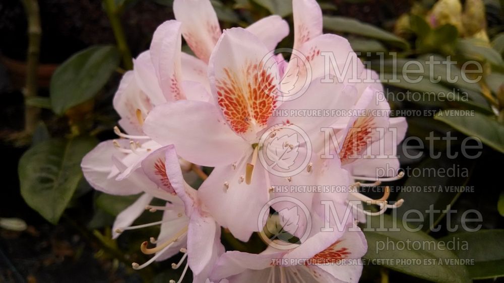 Rhododendron Mrs T.H. Lowinsky (Rhododendron) 1
