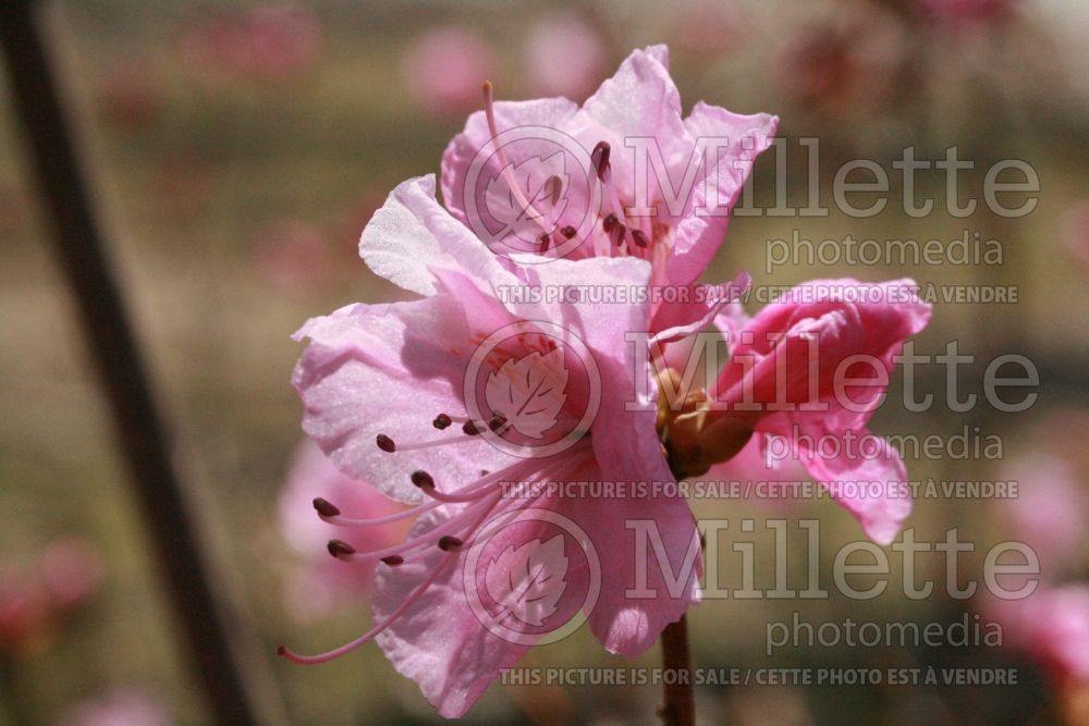 Rhododendron aka Azalea Cornell Pink (Rhododendron Azalea) 4 
