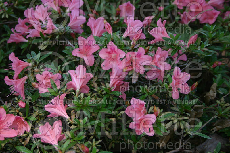 Rhododendron Pink Pancake (Azalea Rhododendron) 1