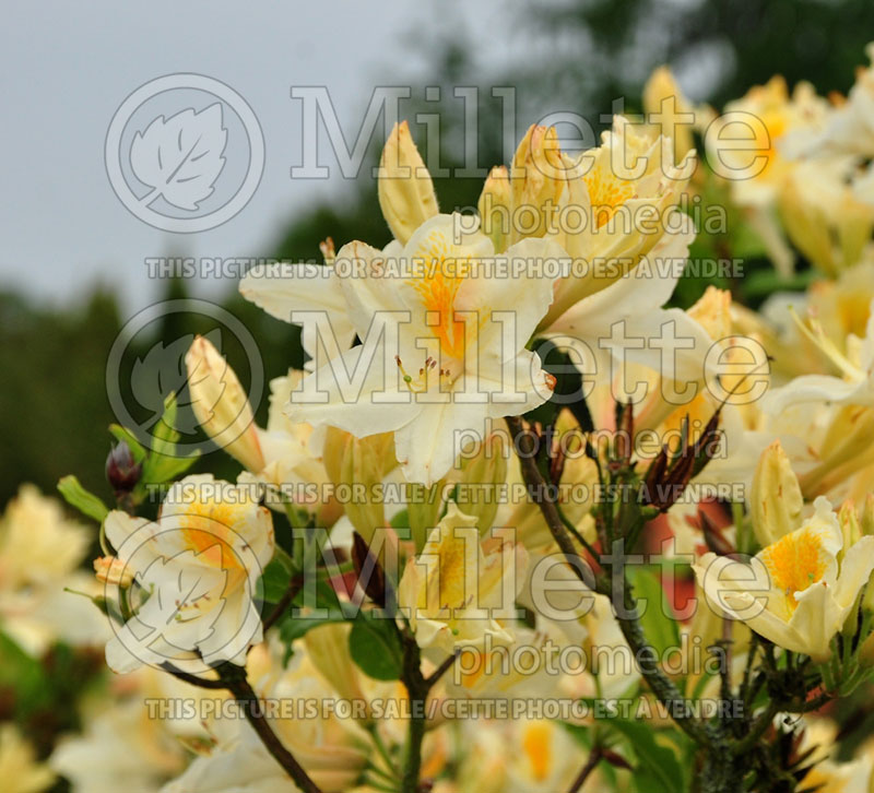 Rhododendron Nancy Buchanan (Rhododendron) 2