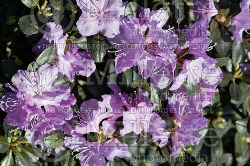 Rhododendron Northern Starburst (Rhododendron) 2