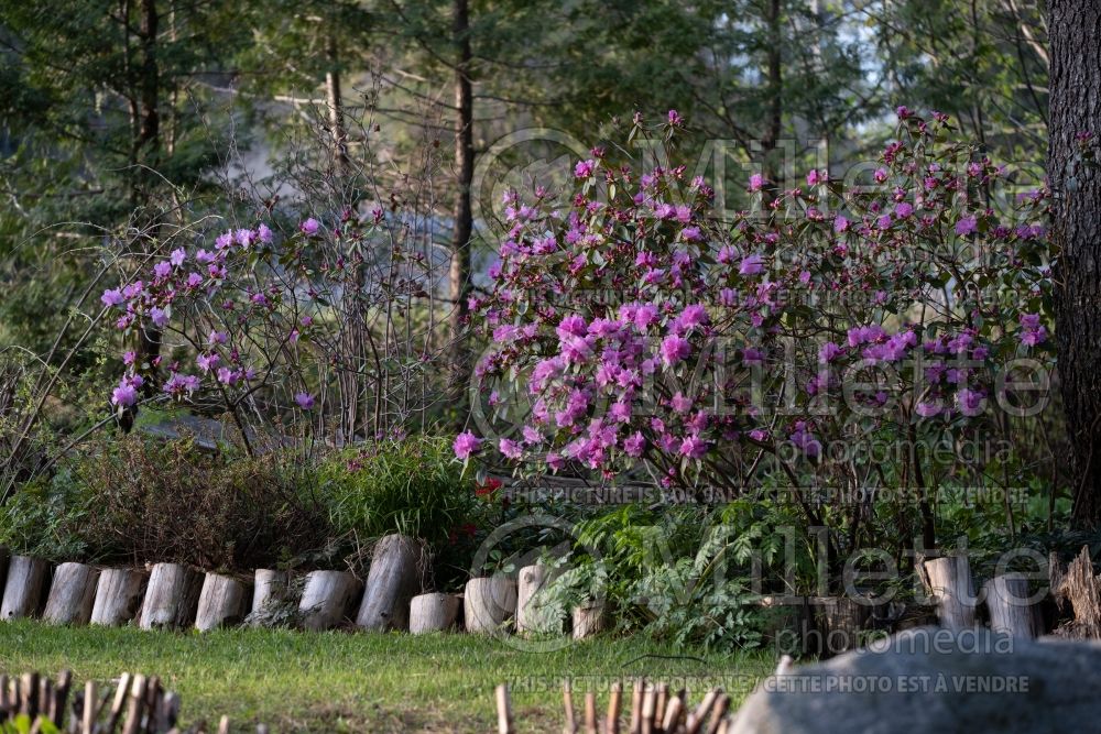 Rhododendron Olga Mezitt (Rhododendron Azalea) 14 