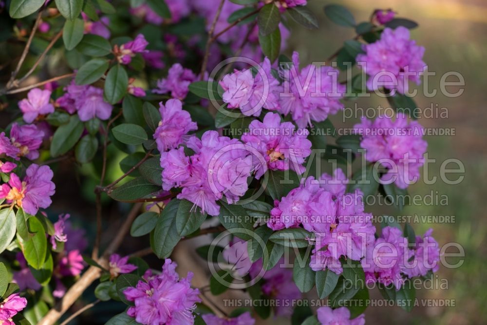 Rhododendron Olga Mezitt (Rhododendron Azalea) 13 