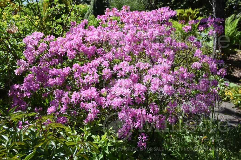 Rhododendron or Azalea Orchid Lights (Rhododendron azalea) 3