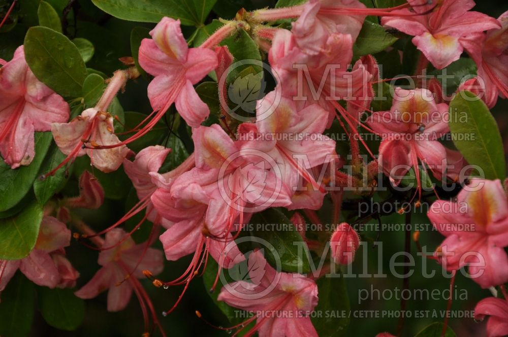 Azalea aka Rhododendron Pink and Sweet (Rhododendron azalée)  1