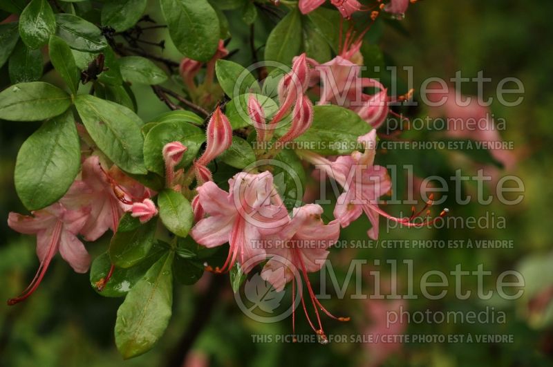 Azalea aka Rhododendron Pink and Sweet (Rhododendron azalée)  2