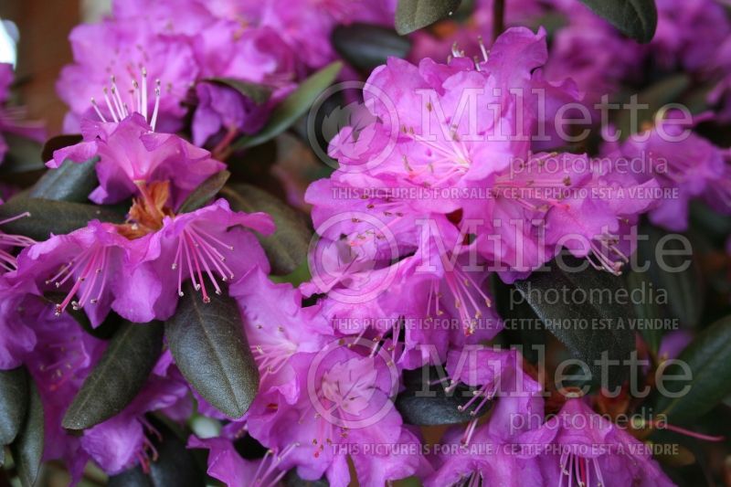 Rhododendron or Azalea PJM (Rhododendron Azalea) 6 