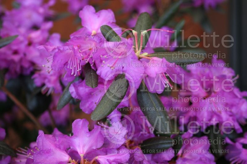 Rhododendron or Azalea PJM (Rhododendron Azalea) 13 