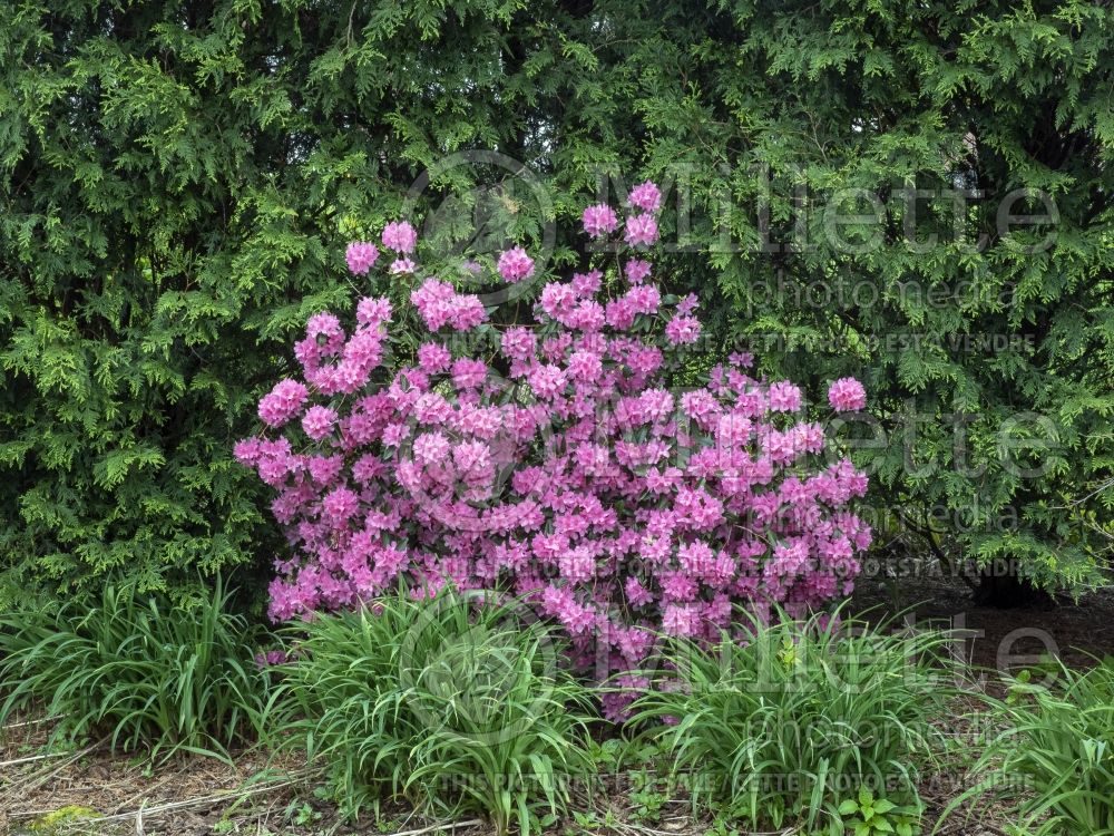 Rhododendron aka Azalea Aglo (Rhododendron) 14