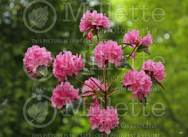 Rhododendron aka Azalea Aglo (Rhododendron) 12