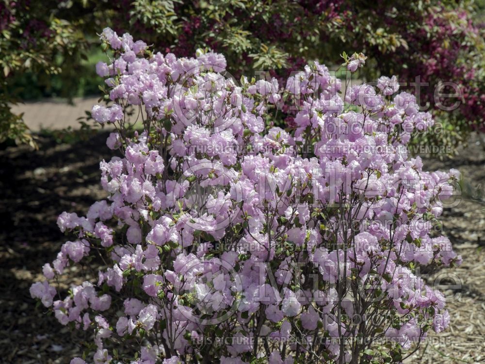 Rhododendron or Azalea April Mist (Rhododendron Azalea) 1  