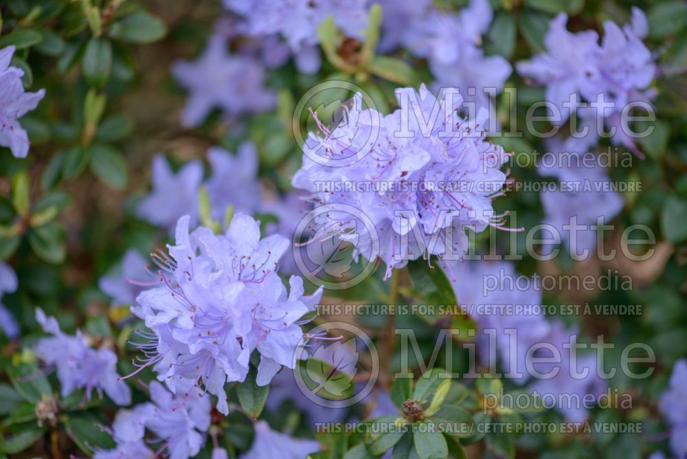 Rhododendron ou Azalea Bluestone Group (Rhododendron Azalea) 1  