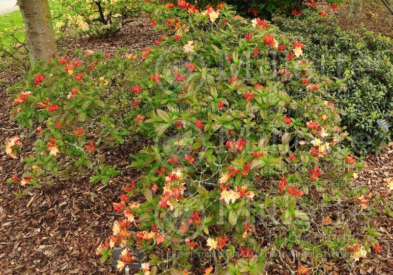 Azalea Cannon's Double (Rhododendron azalea) 3