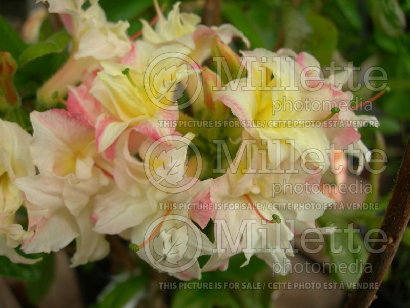 Azalea Cannon's Double (Rhododendron azalea) 4