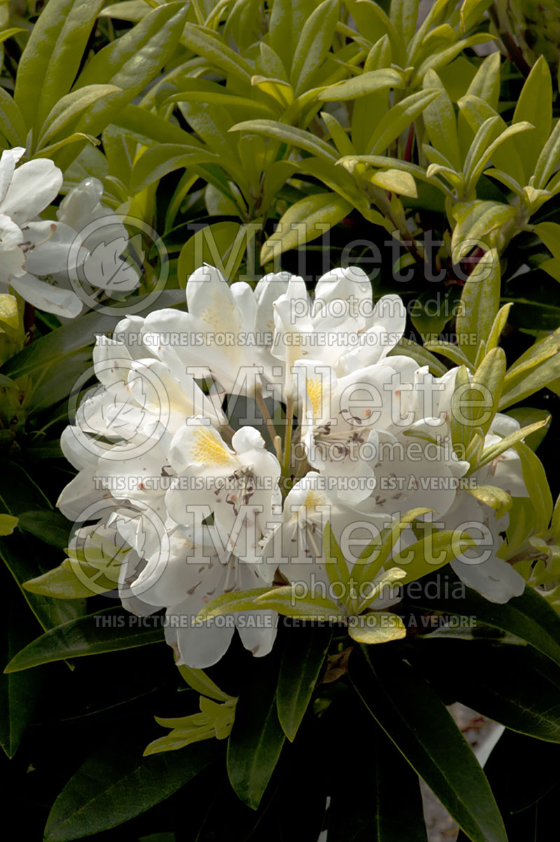 Rhododendron or Azalea Chionoides (Rhododendron Azalea) 2 