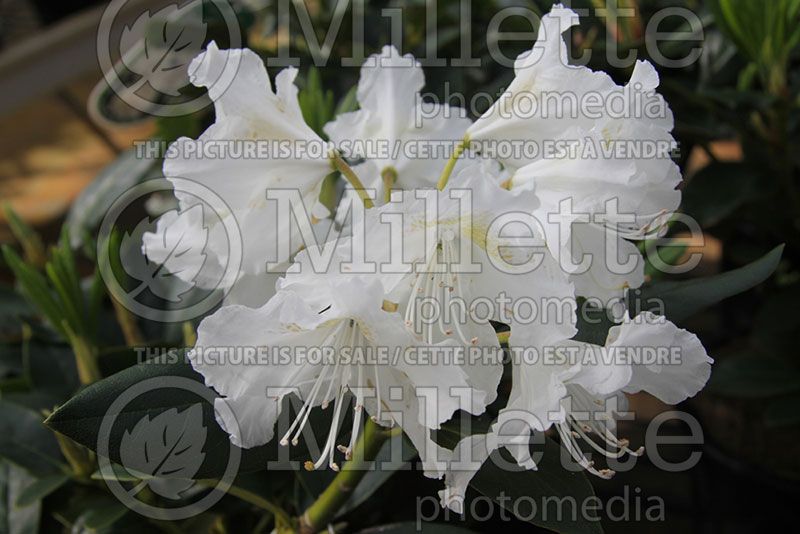 Rhododendron aka azalea Cunningham's White (Azalea)  7