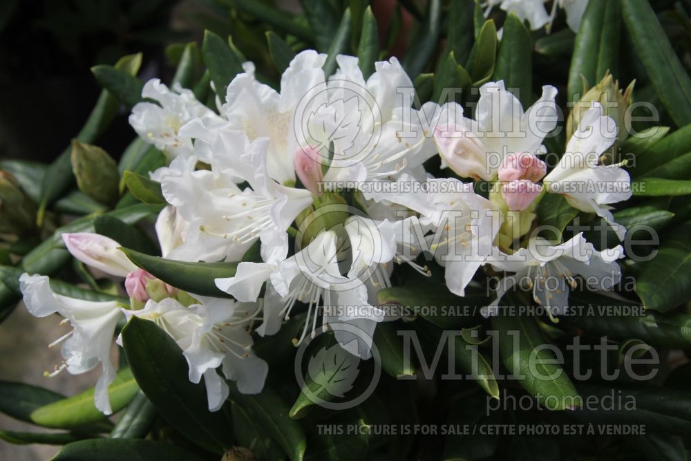 Rhododendron aka azalea Cunningham's White (Azalea)  8